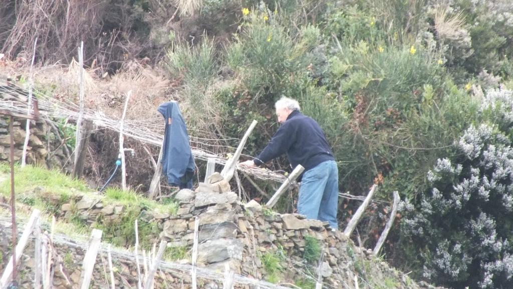 15062015_vitigni5 terre operaio lavora la vite
