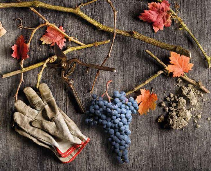 03082015_Olmo e Lambrusco riflessioni di Fabrizio Salce 2