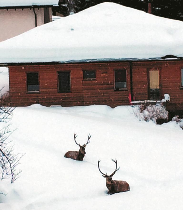 Airolo-Valle 2 cervi presso una casa