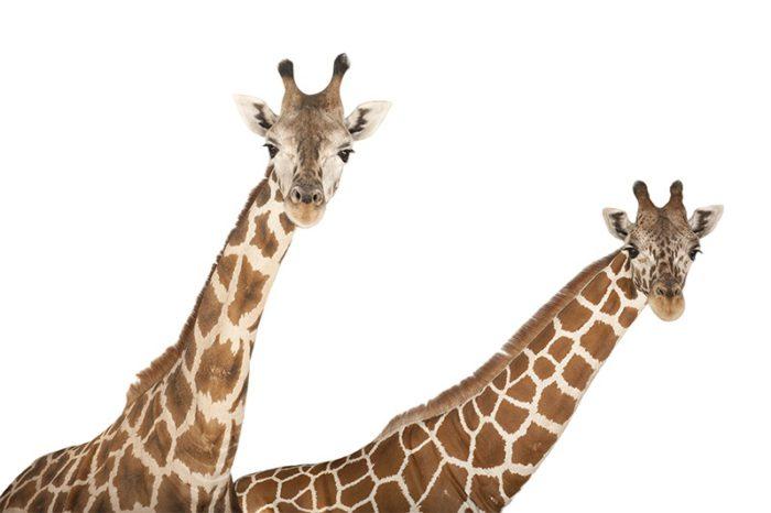 A reticulated giraffe, Giraffa camelopardalis reticulata, with finer white lines in pattern, and a Rothschild giraffe, Giraffa camelopardalis rothschildi, at Rolling Hills Wildlife Adventure near Salina, Kansas.