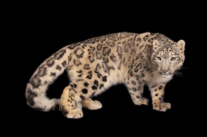 An endangered snow leopard, Panthera uncia.Miller Park Zoo