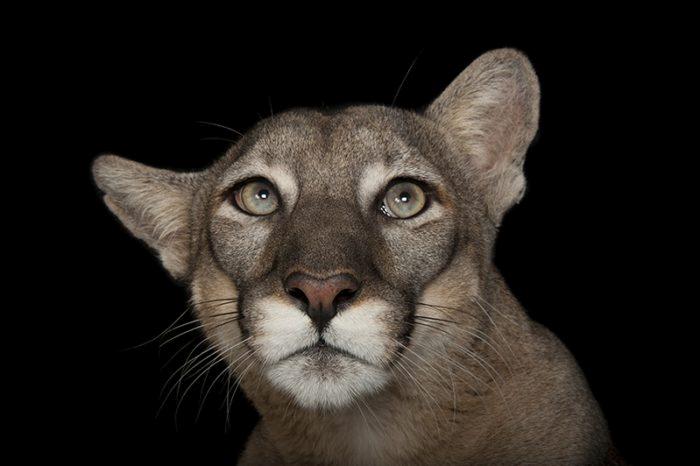 A federally endangered Florida panther, Puma concolor coryi, at Tampa's Lowry Park Zoo.