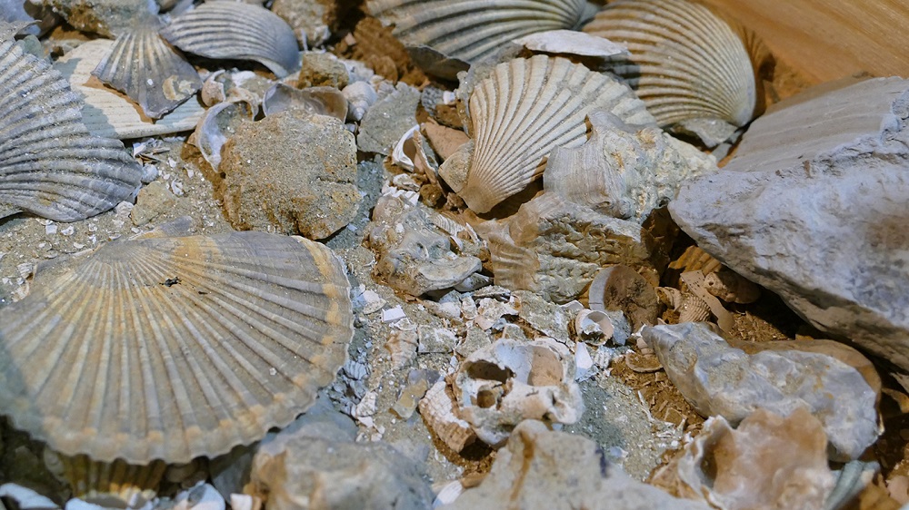 fossili del roero